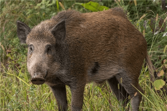 Решение рисунок 1